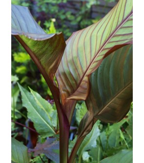 Canna indica Red Stripe