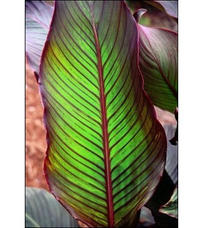 Canna indica Red Stripe