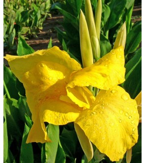 Canna indica Richard Wallace