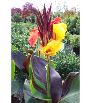 Canna Indica Cleopatra