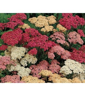 Achillea in miscuglio