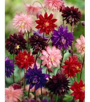 Aquilegia Barlow miscuglio