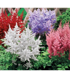 Astilbe japonica miscuglio