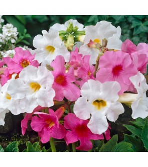 Incarvillea delavayi miscuglio