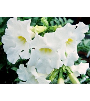 Incarvillea delavayi Snowtop