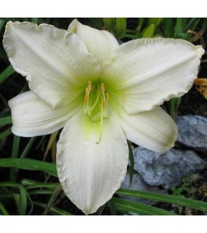 Hemerocallis Serena Madonna IN VASO NOVITA'