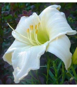 Hemerocallis Serena Madonna...