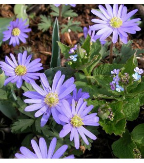 Anemone Blanda Blue Shades