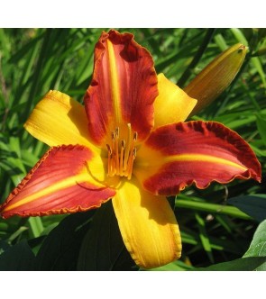 Hemerocallis Frans Hals IN...