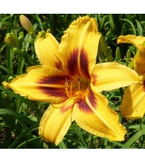 Hemerocallis Bonanza IN VASO NOVITA'