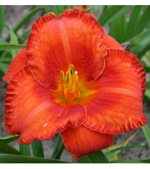 Hemerocallis Wassaw Island...