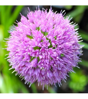 Allium Millenium vaso