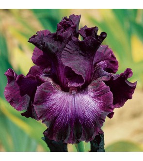 Iris germanica profumato Buble Buble