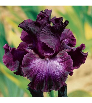 Iris germanica profumato...
