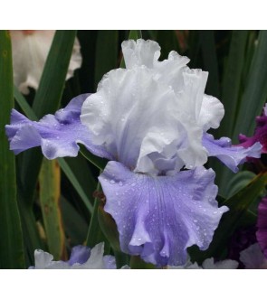 Iris germanica Laura Below