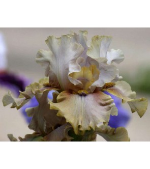 Iris germanica Bonnie...