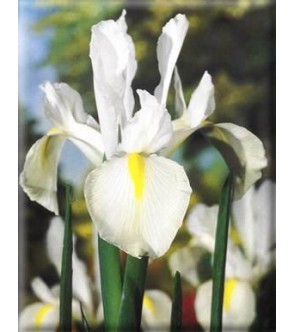 Iris Hollandica White...