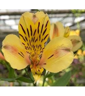 Alstroemeria Layon