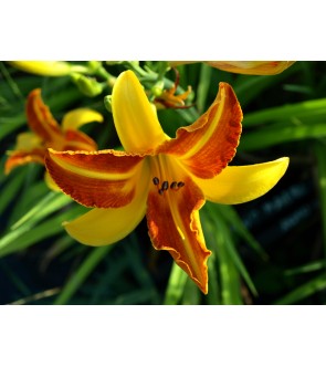 Hemerocallis Bonanza IN...