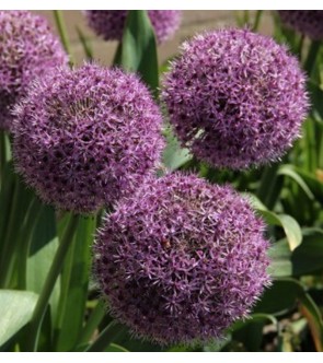 Allium Party Balloons NUOVO