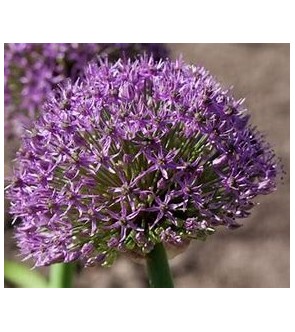 Allium Globus