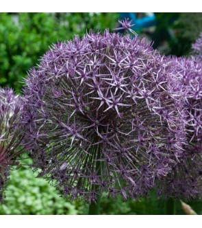 Allium Universe NUOVO