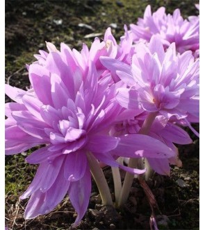 Colchicum Waterlily