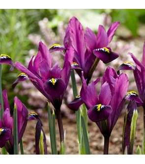 Iris reticulata J.S. Dijt