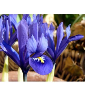 Iris reticulata Angela