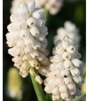 Muscari aucheri White Beauty