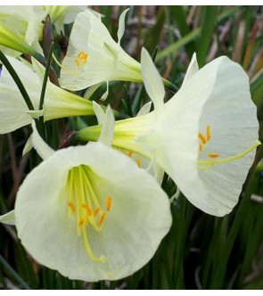 Narciso bulbocodium Artic...