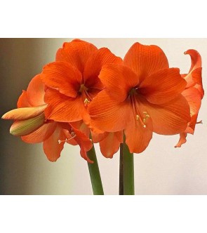 Amaryllis Naranja