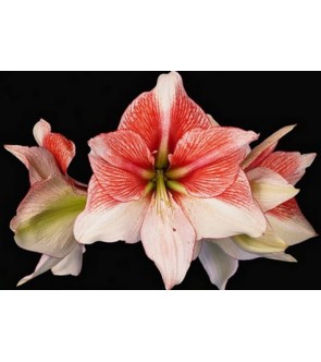 Amaryllis Grandise Fantasy