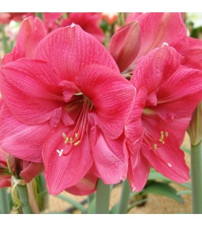 Amaryllis Hercules