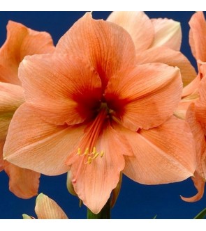 Amaryllis Rilona