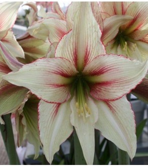 Amaryllis Magic Green