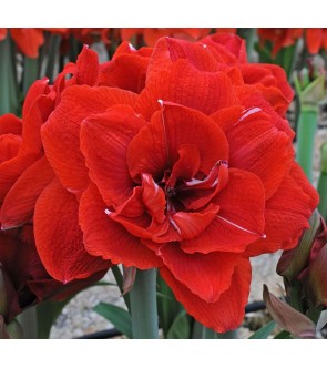 Amaryllis doppio Cherry Nymph