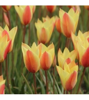 Tulipano selvatico Clusiana Sheila