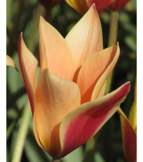 Tulipano selvatico Clusiana...