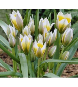 Tulipano selvatico Little Star