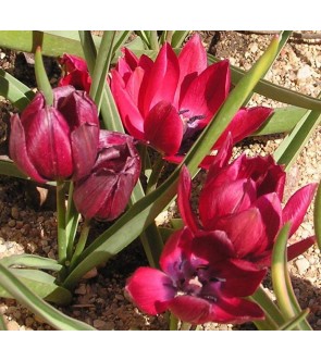 Tulipano selvatico humilis...