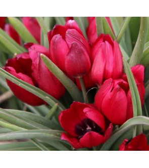 Tulipano selvatico humilis Lilliput