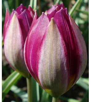 Tulipano selvatico humilis...