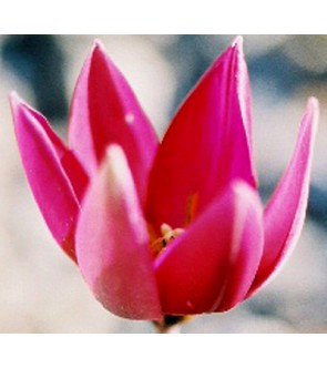 Tulipano selvatico humilis...