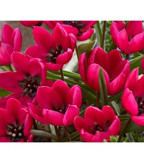 Tulipano selvatico Humilis...