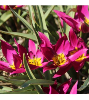 Tulipano selvatico humilis...