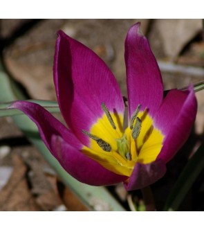 Tulipano selvatico humilis violacea Yellow Base