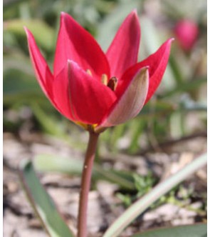 Tulipano selvatico humilis...