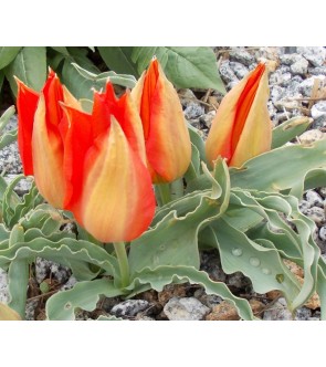 Tulipano selvatico...