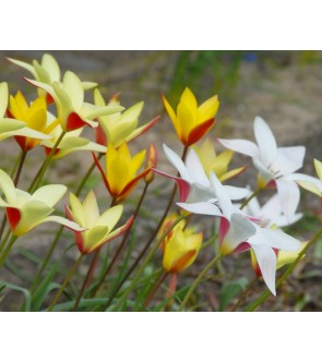 Tulipano selvatico Clusiana...